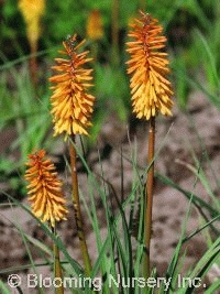 Kniphofia 'Little Candle'